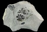 Pennsylvanian Fossil Horsetail (Sphenophyllum) Plate - Kentucky #112656-1